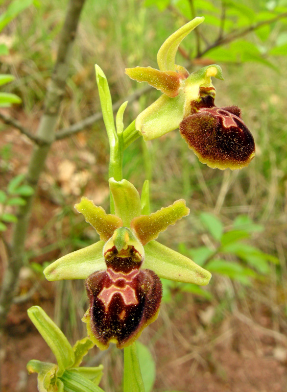 Orchidee del Chianti - Ophrys sphegodes e altre...